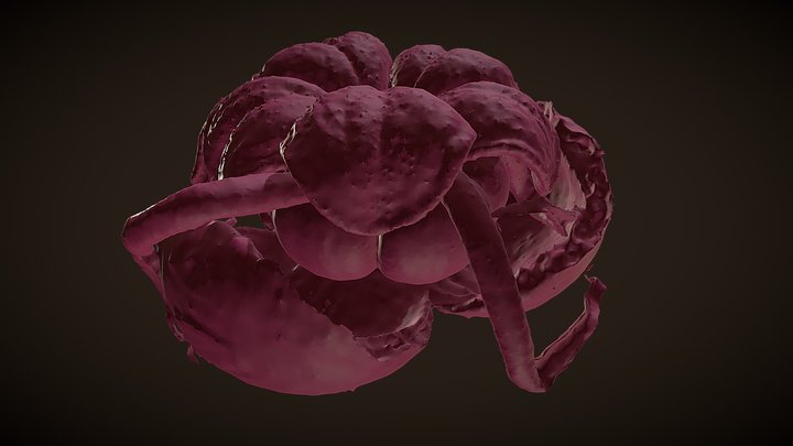 Wild Colombian Cocoa flower - FBGRPH 221130 3D Model