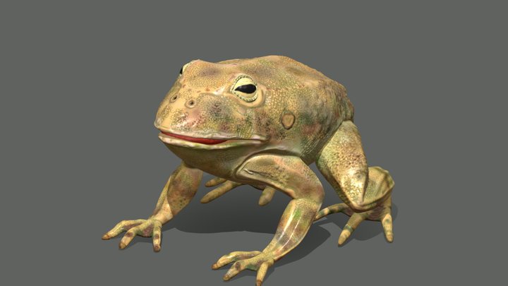 Frog 3D Model