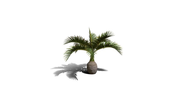 Realistic HD Bottle palm (4/15) 3D Model