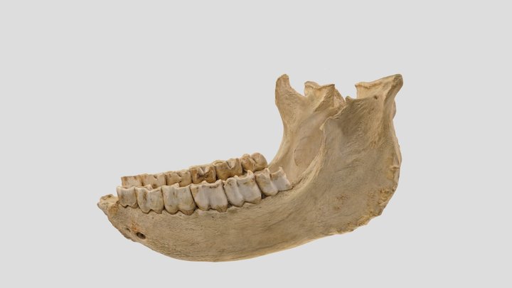 Rhino mandible (jaw) 3D Model