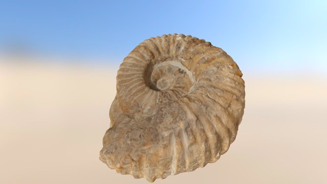 Ammonite fossil 3D Model