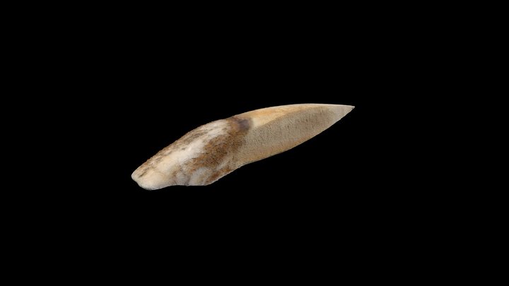 Experimental Archaeology: Worked tooth (003) 3D Model