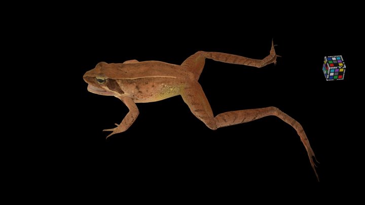 CC0 ニホンアカガエル 🐸 ♀ Japanese Brown Frog