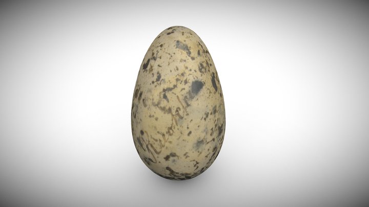 Razorbill's Alca torda Egg 3D Model