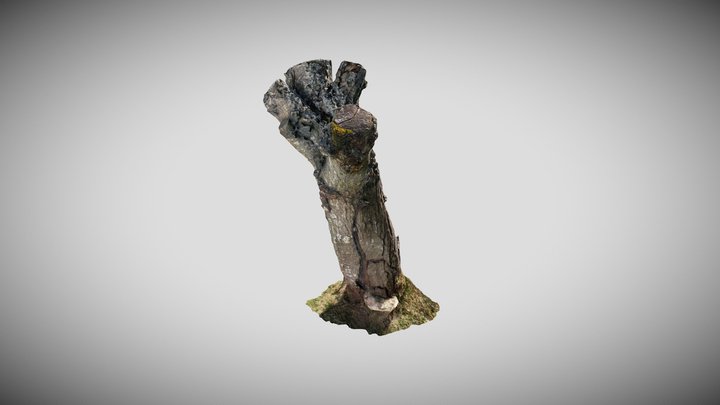 Old Dead Stump 3D Model