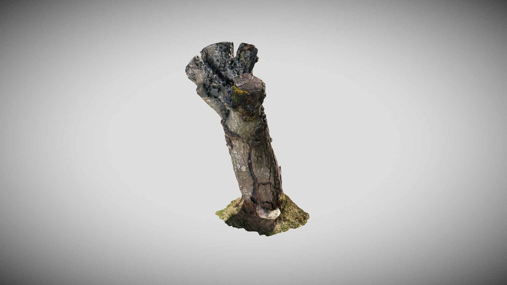 Old Dead Stump