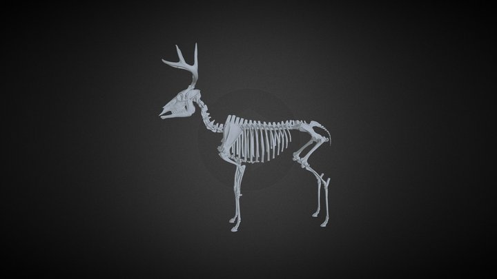 Stag/Reindeer Skeleton 3D Model