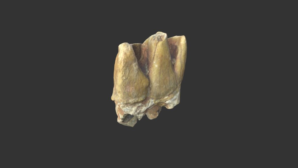 Tooth of a Woolly Rhinoceros