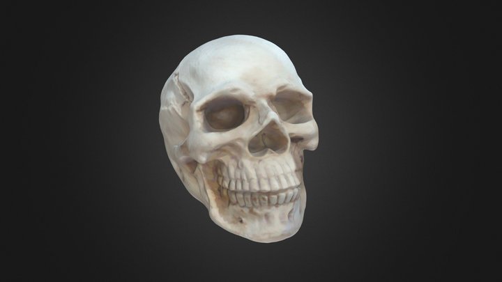 Skull - Scanned by Creality Otter Lite 3D Model