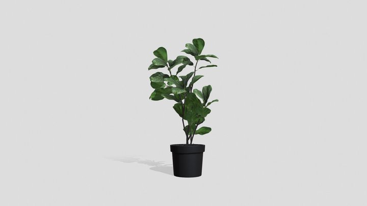 Ficus lyrata Type1
