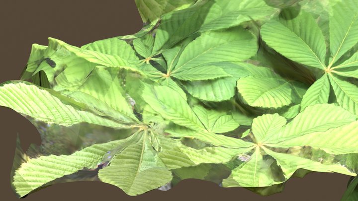 Chestnut Tree Leaves 3D Model