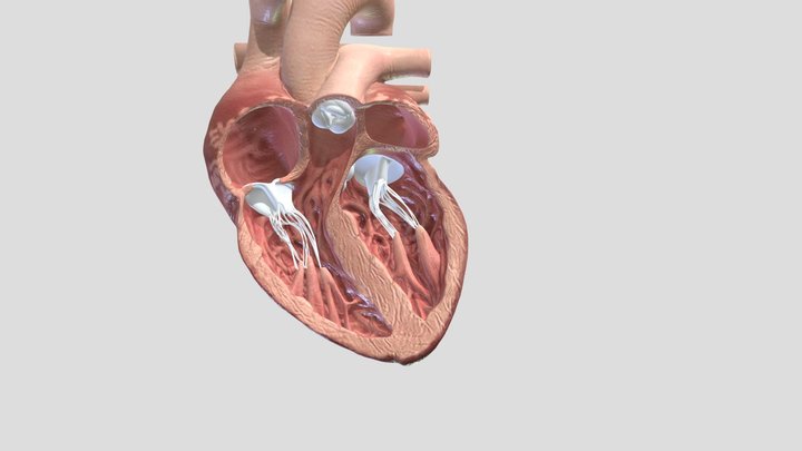 Open Heart 3D Model