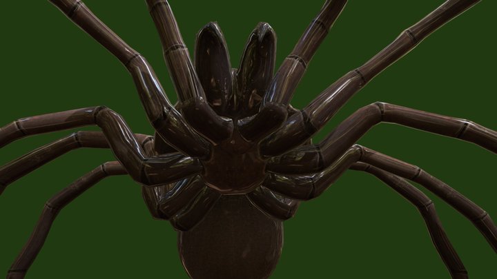 Basical Spider 3D Model
