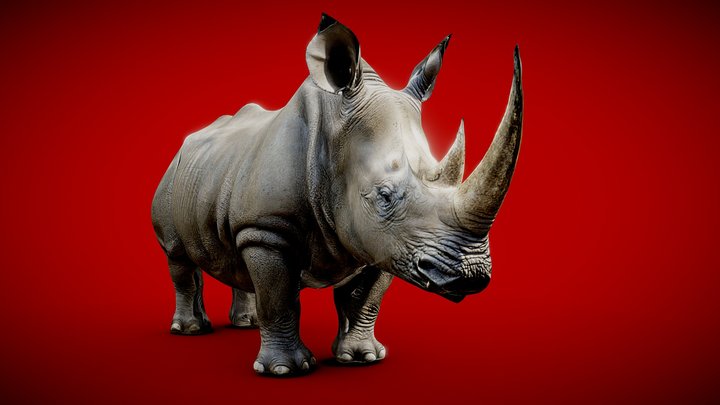 Rhino 3D Model