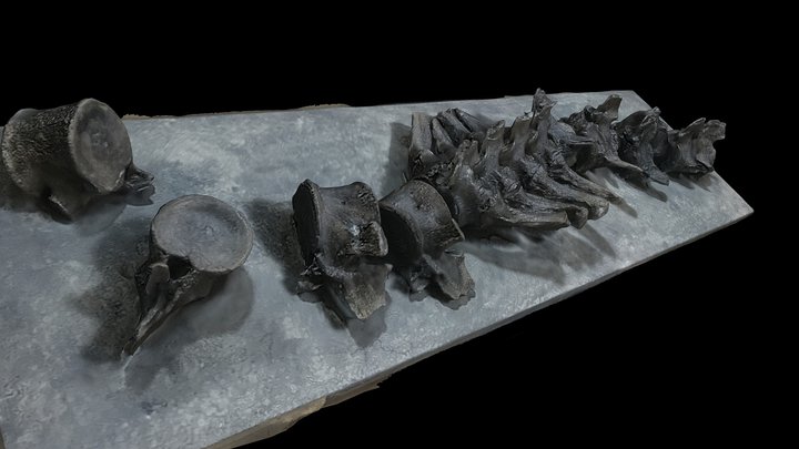 Jurassic Oxfordian Plesiosaur tail fossil 3D Model