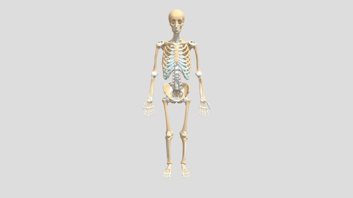 Anatomy 3D Model