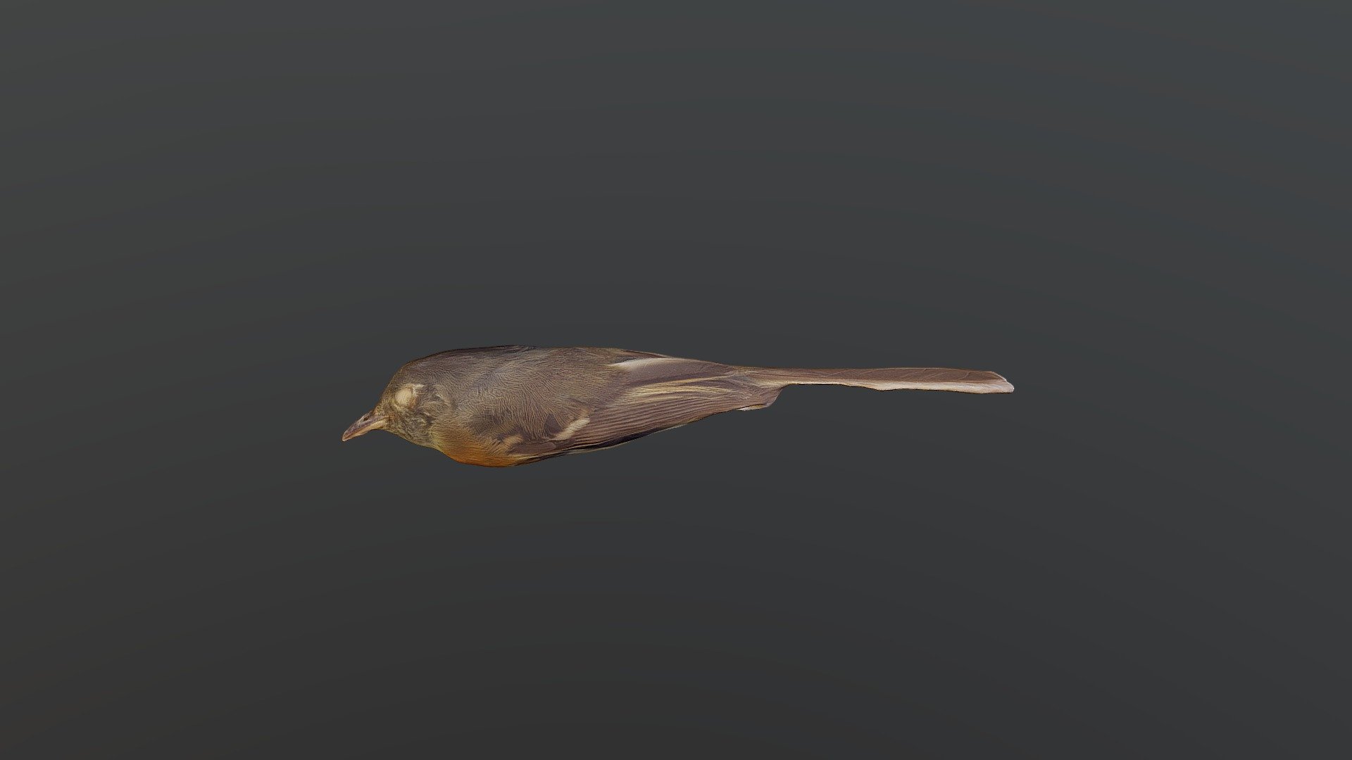 Belted Flycatcher Xenotriccus callizonus Download Free 3D model by