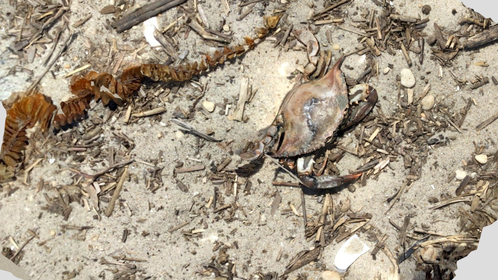 Crab Carapace and possible whelk eggs