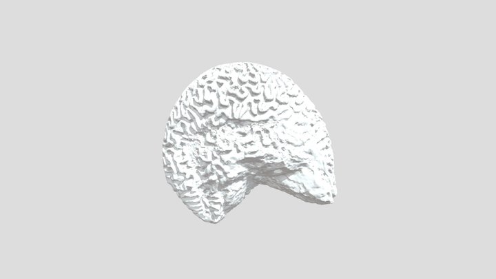 usnm_1137708-print_ready.stl 3D Model