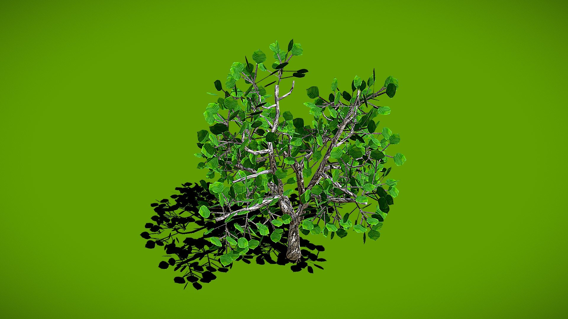 Small Ash Tree (Rigged)