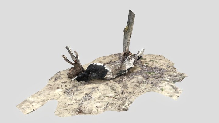 Dead Tree Trunk 3D Model