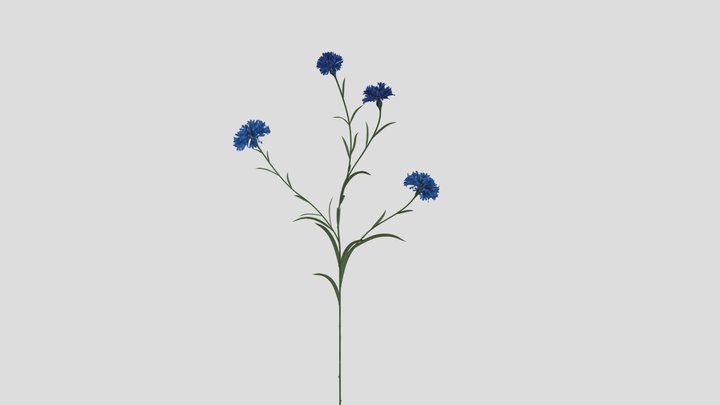 Cornflower Stem 3D Model