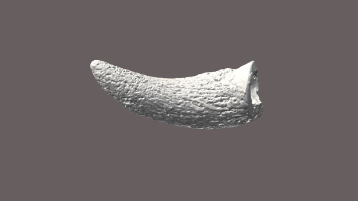 Piqua Bison Horn 3D Model