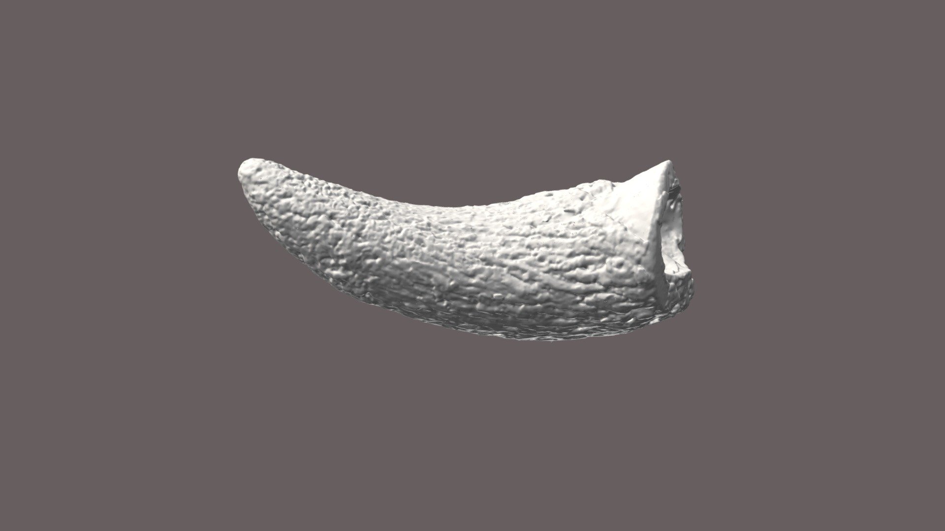 Piqua Bison Horn