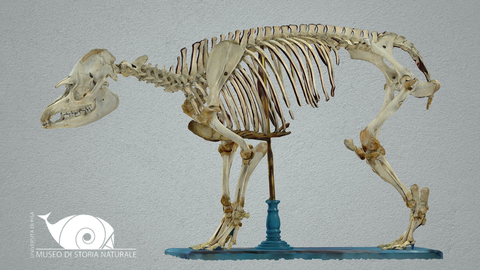 South American tapir - 3D model by Natural History Museum, University ...