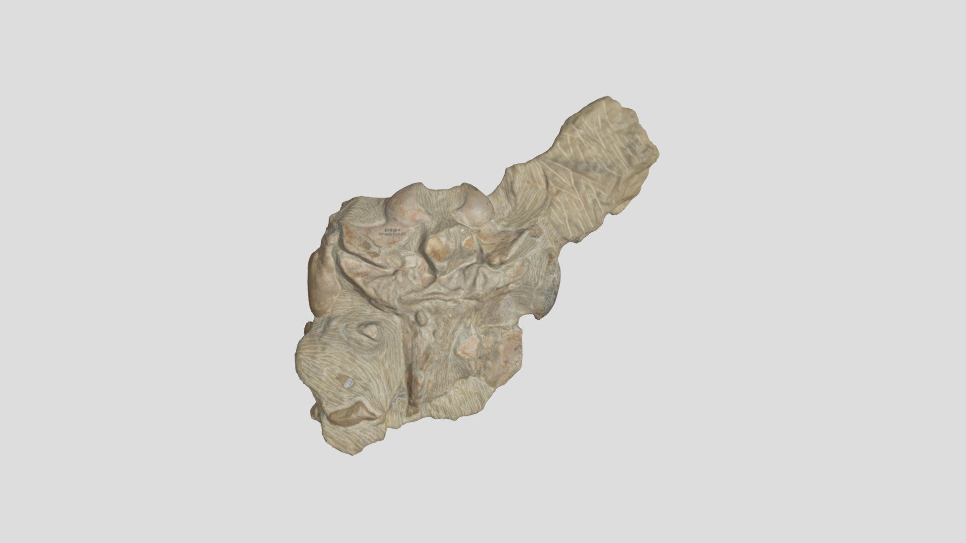OCPC 46138 Allodelphis partial skull