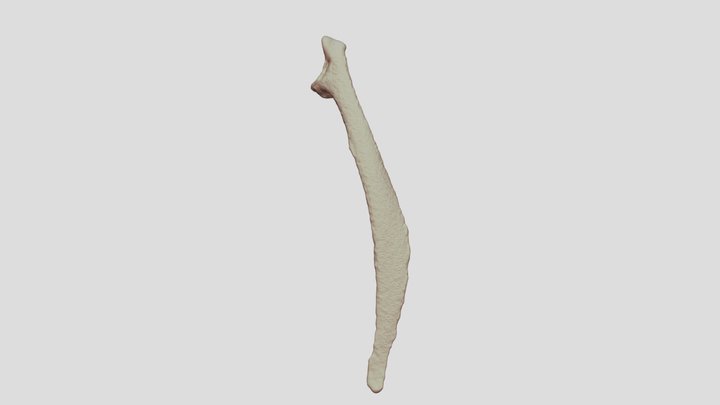 Scapula 3D Model