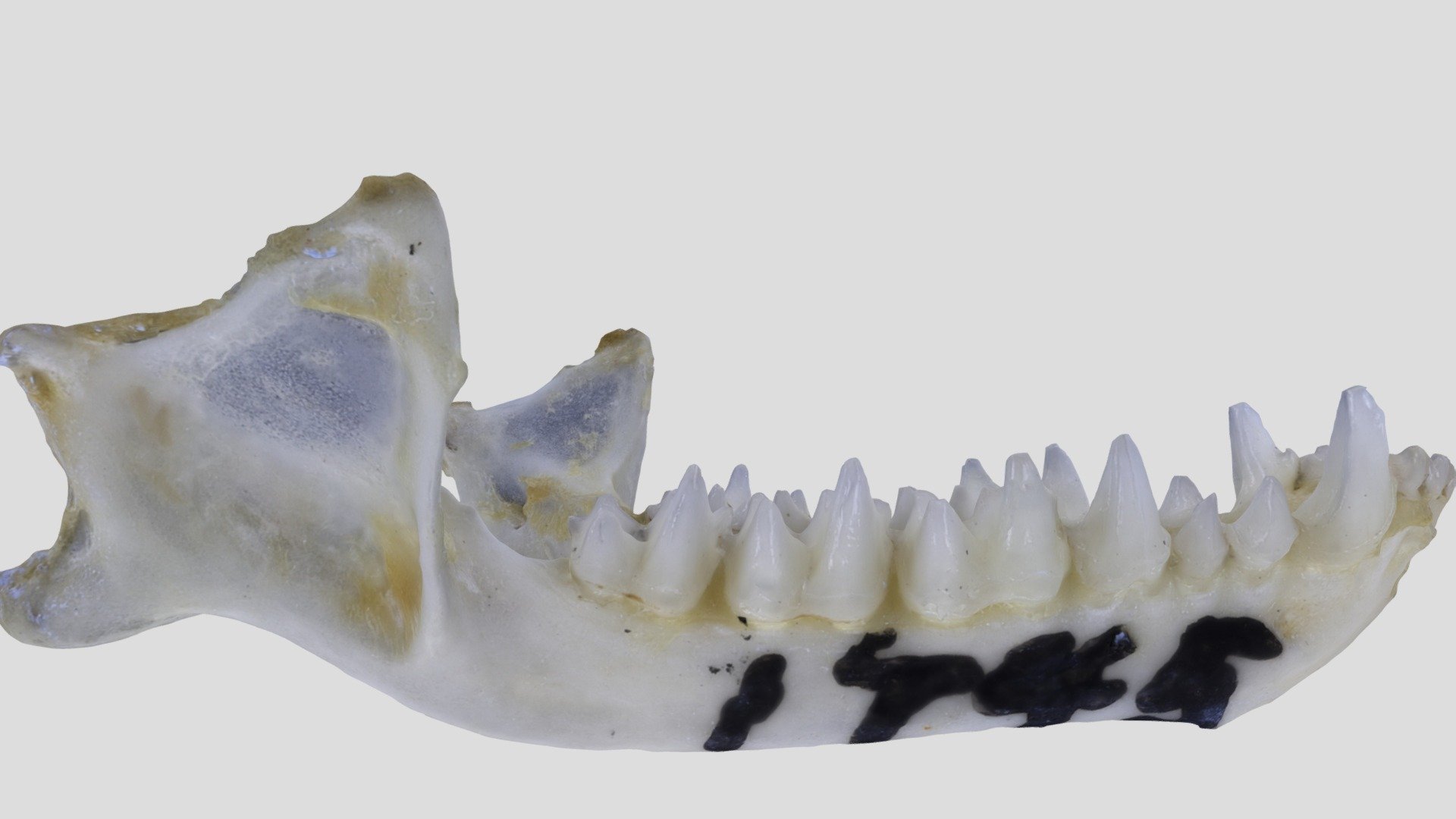 UWYMV:Mamm:1745, Myotis evotis, Mandible - Download Free 3D model by ...