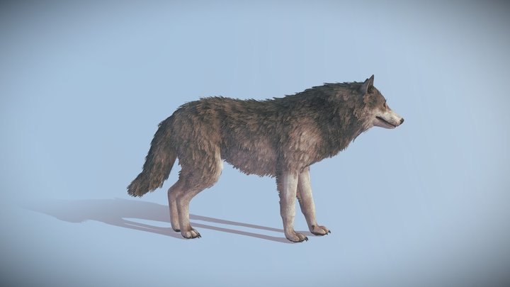 Wolf Realistic 3D Model