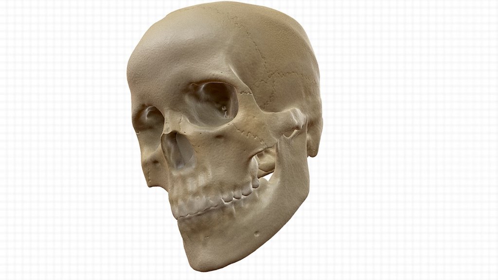 Skull Bones