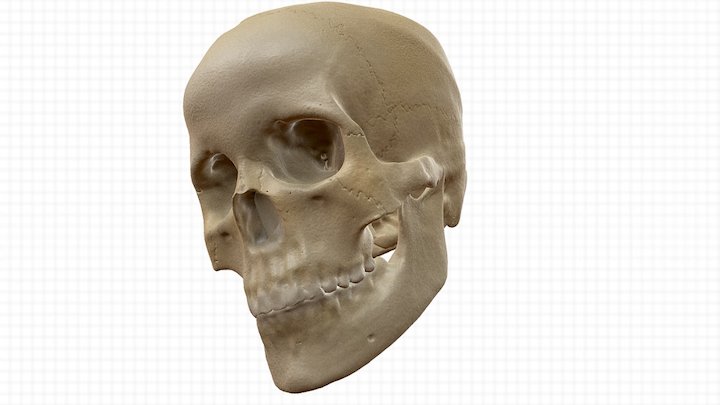 Skull Bones 3D Model
