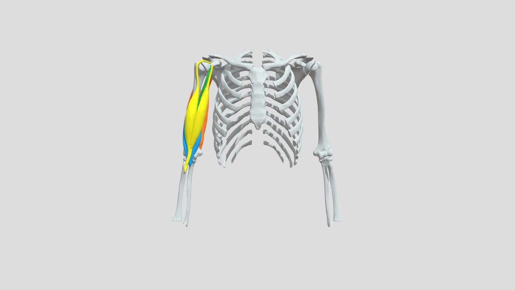 Les 4 muscles du bras