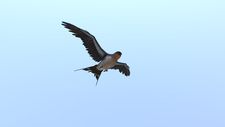 Real time swallow for a VR project 3D Model