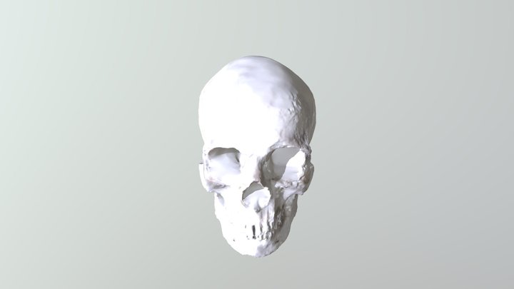 Human Skull 3D Model