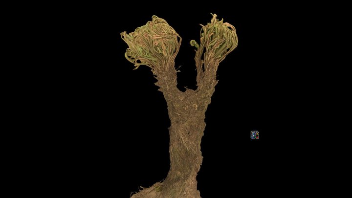 CC0 イワヒバ Little Club Moss, S. tamariscina – Free 3D Model STL