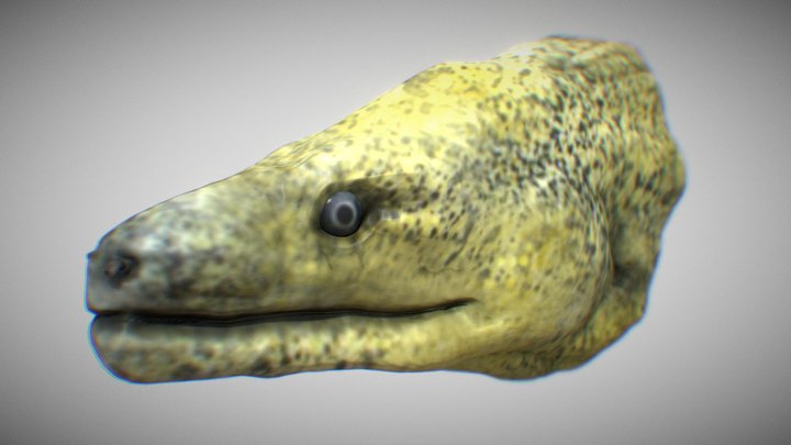 Moray Eel 3D Model