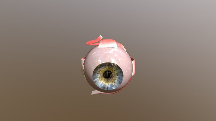eyeball_Final 3D Model