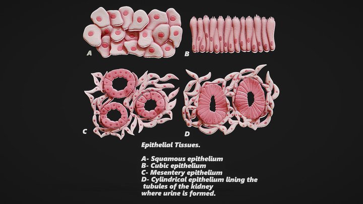 Epithelial Tissues 3D Model