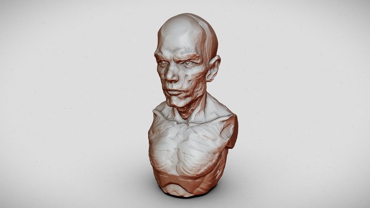 Portrait of a man 3D Model