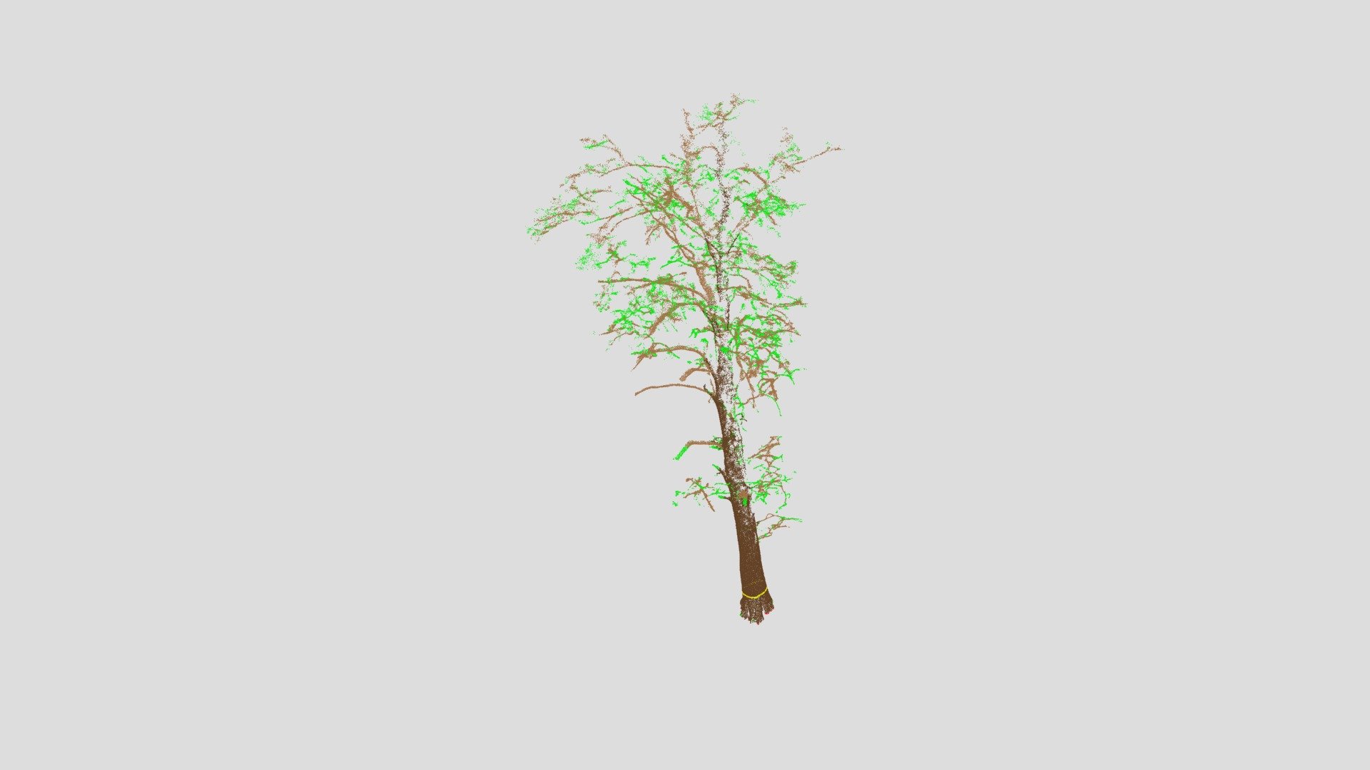 Tree_0005_source - 3D model by forestdesign [285eac5] - Sketchfab