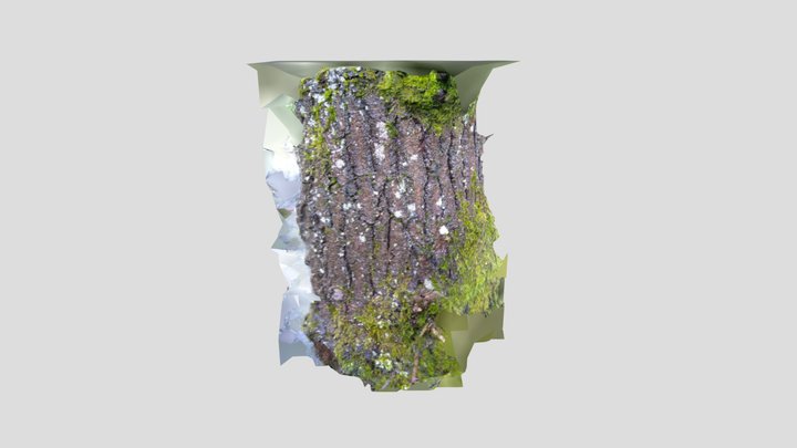 Test tree bark 49 photos – Modello 3D gratuito STL