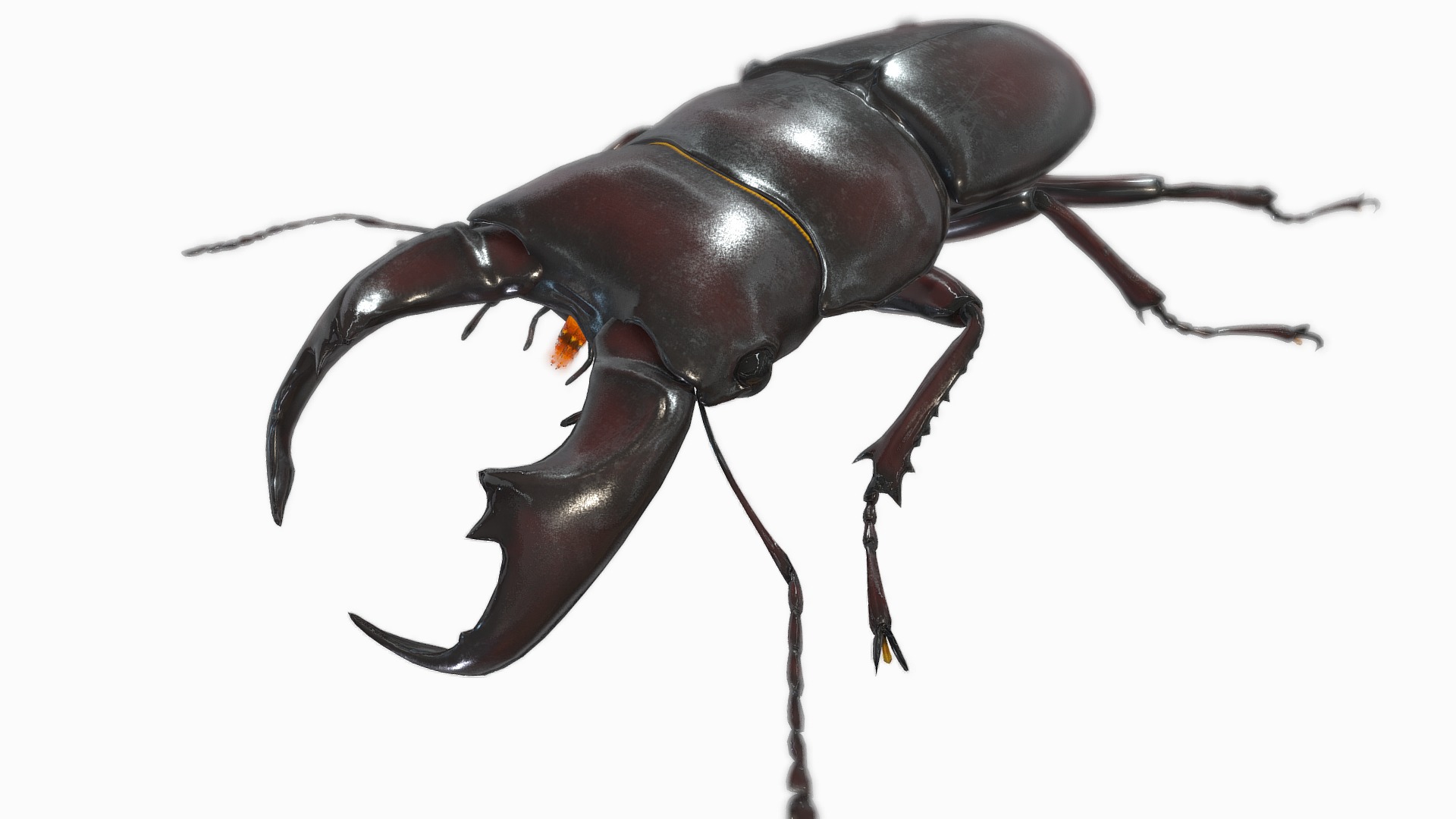3D model EleantDorcus elegantulus axis - This is a 3D model of the EleantDorcus elegantulus axis. The 3D model is about a close up of a beetle.