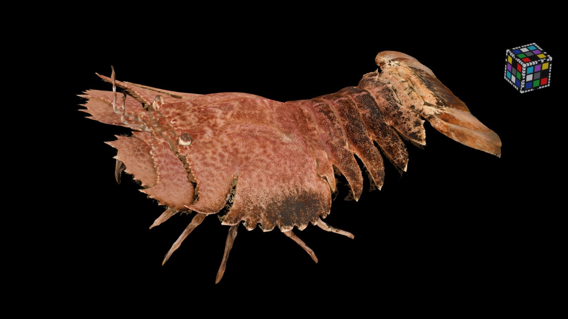 オオバウチワエビ ♂ Flathead Lobster, I. novemdentatus