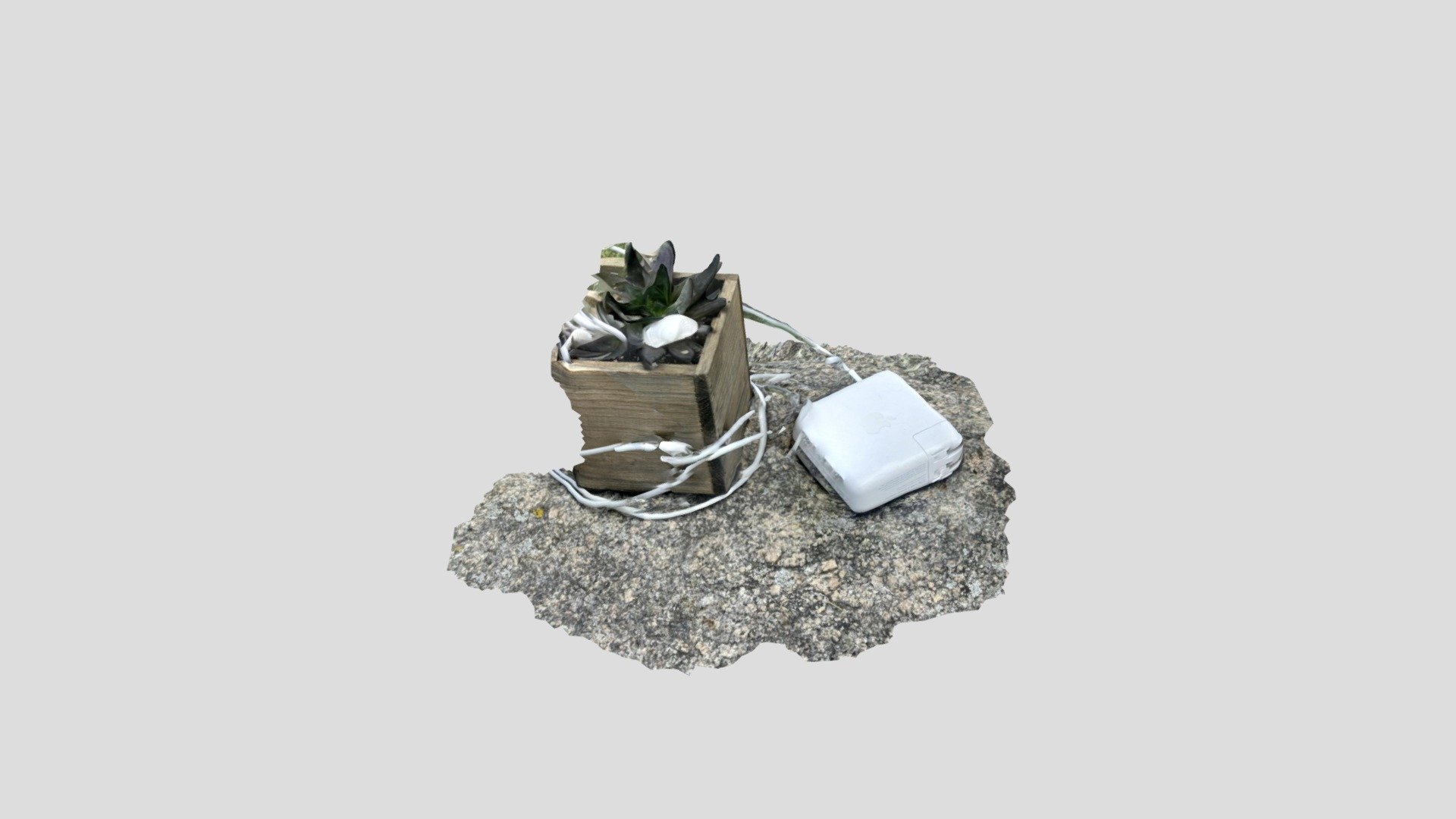 succulent and cord