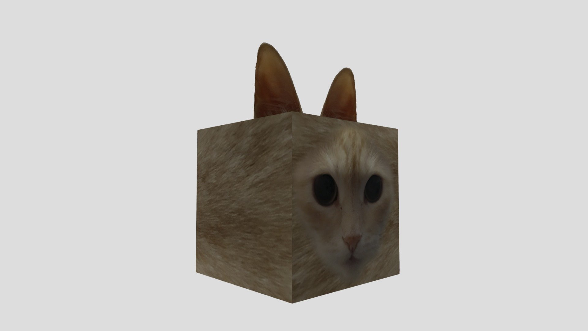 Cat Musya is cube