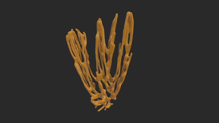 Reed Coral 3D Model